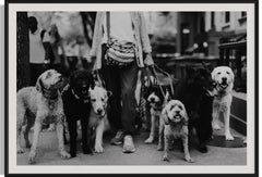 Custom Kelly, New York Dog Walker Fine Art Photography-The Dog Walker 911