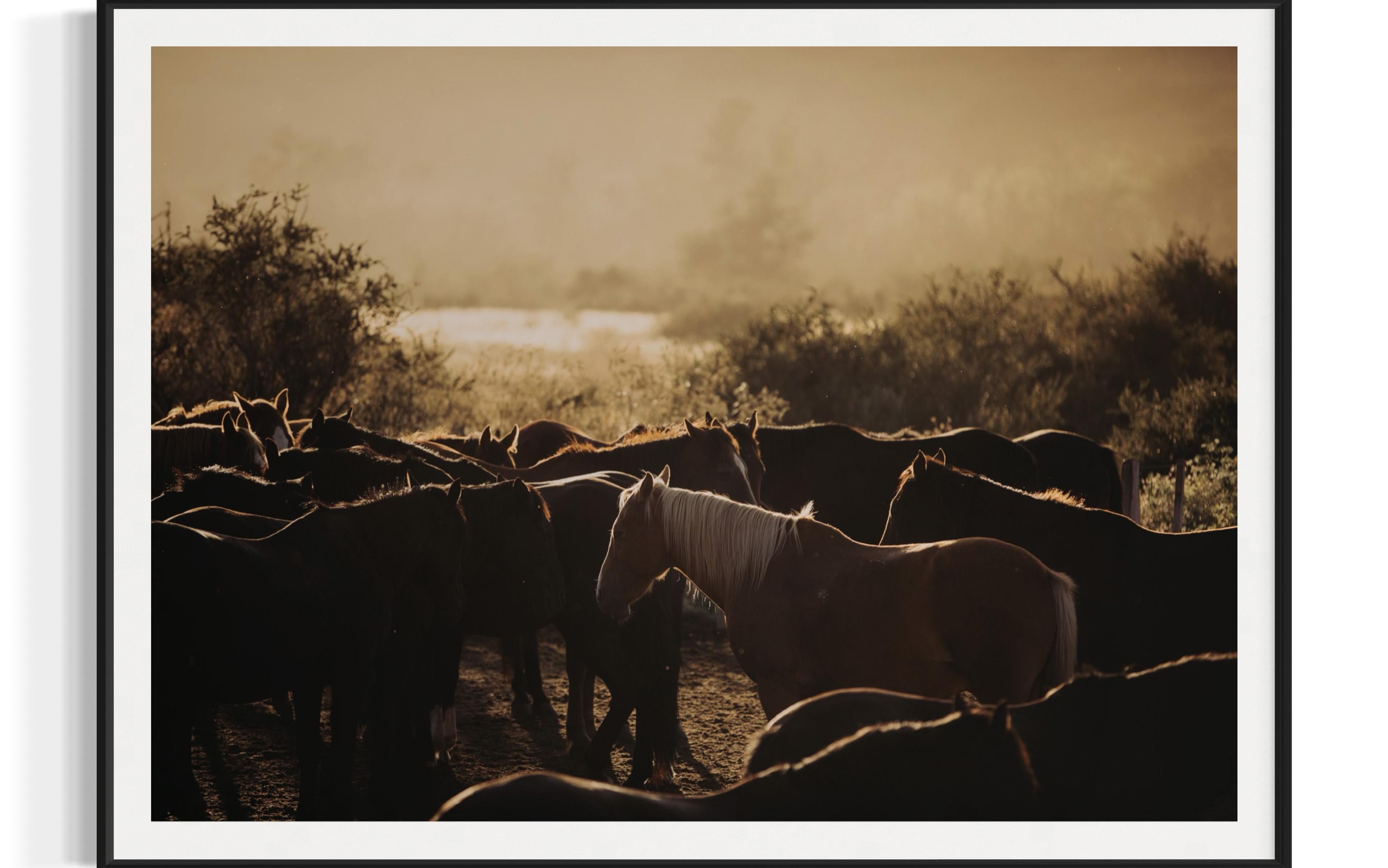 Art des chevaux, photographies de chevaux, estampes d'animaux-Horse's Flock 0225