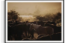 Art des chevaux, photographies de chevaux, estampes d'animaux-Horse's Flock 0225