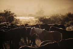 Horse Art, Horse Photography-Horse's Flock 0225