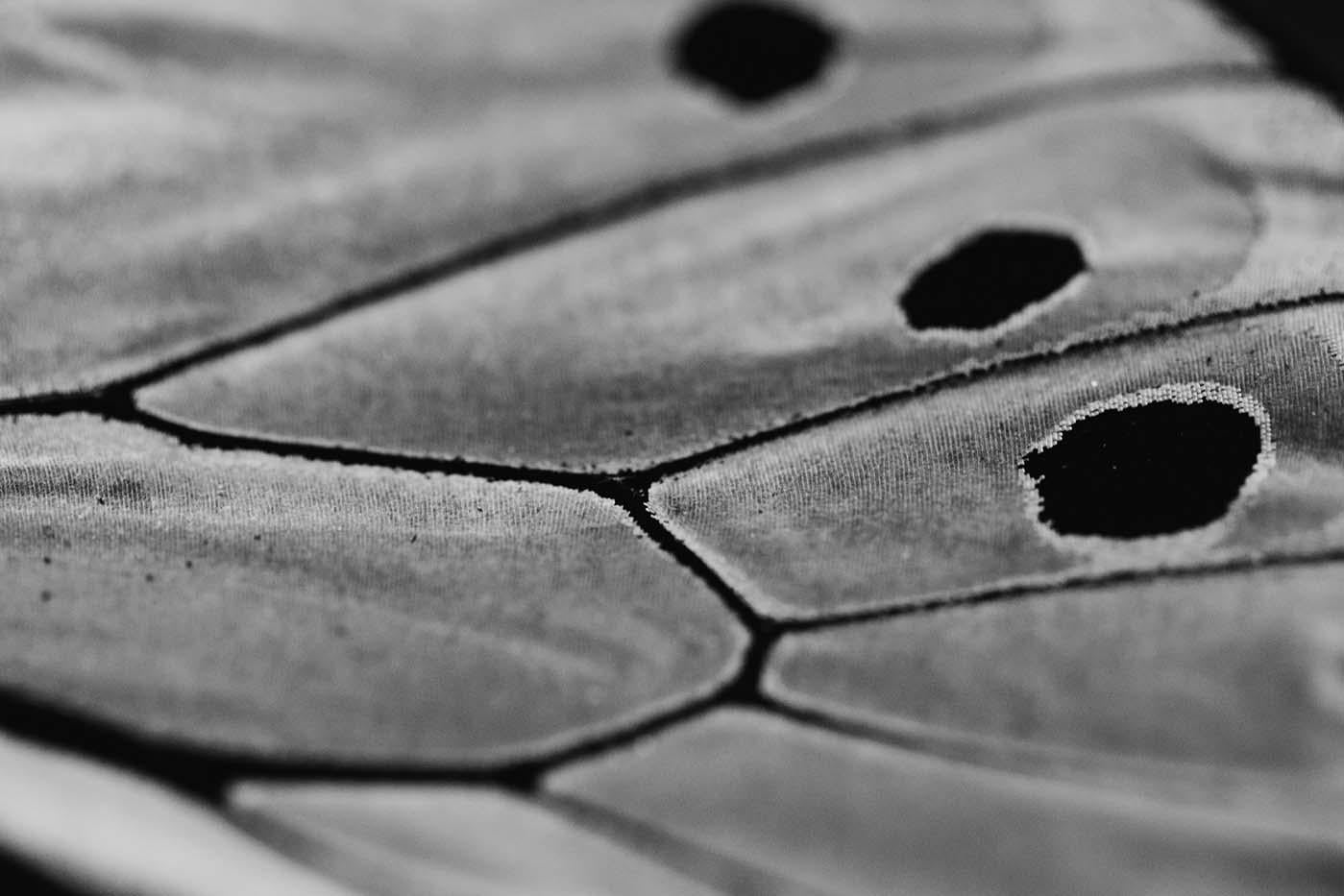 Grands tirages muraux, imprimés noirs et blancs, imprimés papillons dans les Abysss