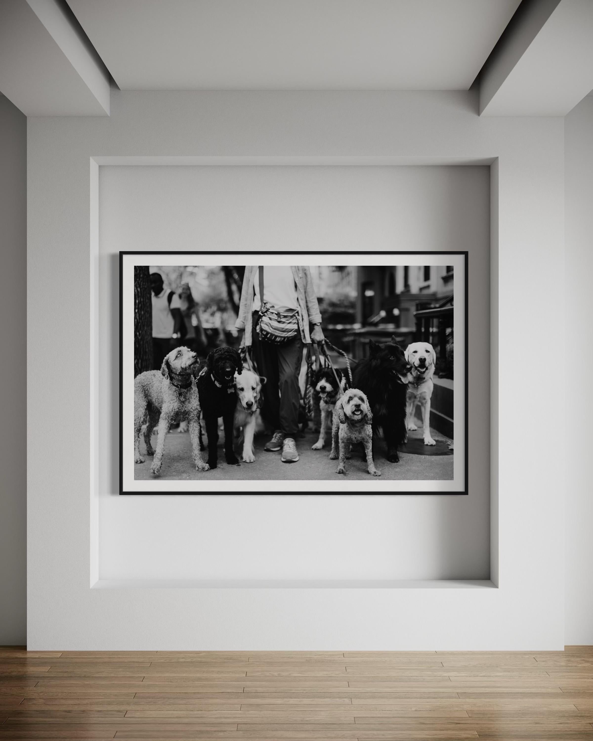 Limitierte Auflage, New Yorker Hunde Walker Fine Art Photography-The Dog Walker 911 (Schwarz), Animal Print, von Addison Jones