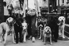 Limited Edition, Animal Pictures, New York Street Photography-The Dog Walker 911