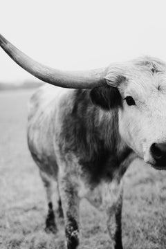 Longhorn Photography, Black and White Prints, Animal Photography-Stormy Stella