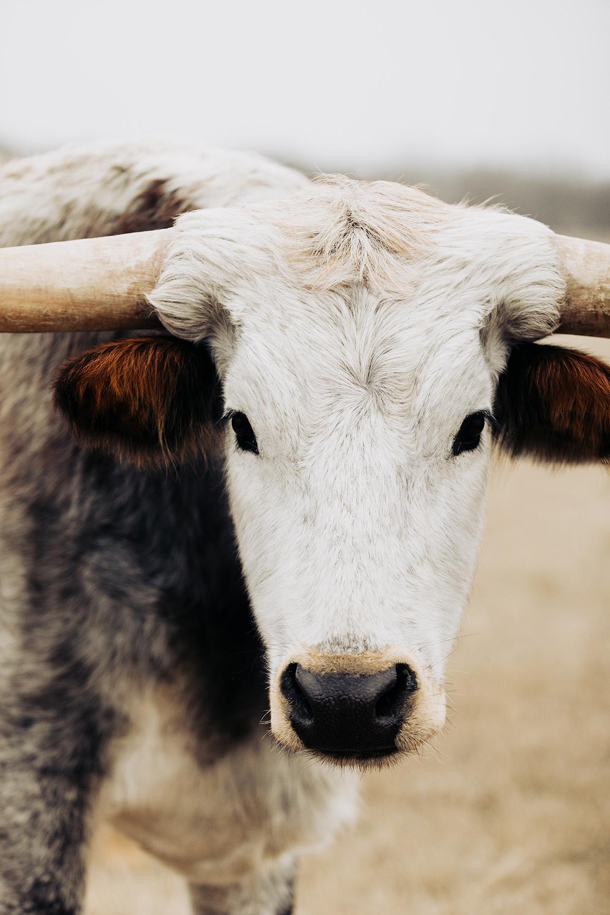 Addison Jones Animal Print - Longhorn Wall Art, Animal Photography, Modern Art-Mottled Matilda