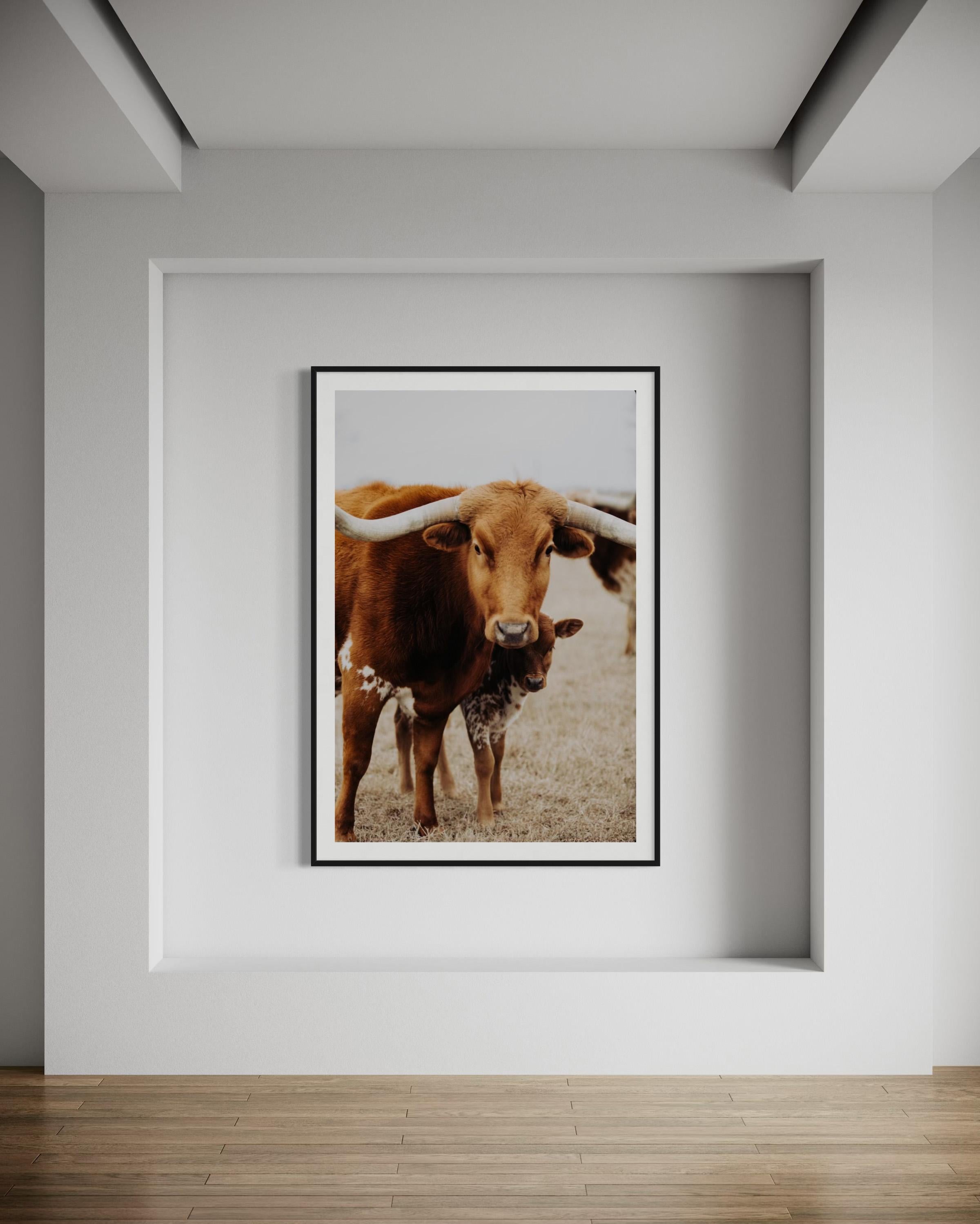 Art mural Longhorn, estampes d'animaux, images de Longhorn-Carmel Carmella en vente 1