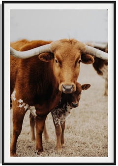 Longhorn Wall Art, Animal Prints, Longhorn Images-Carmel Carmella