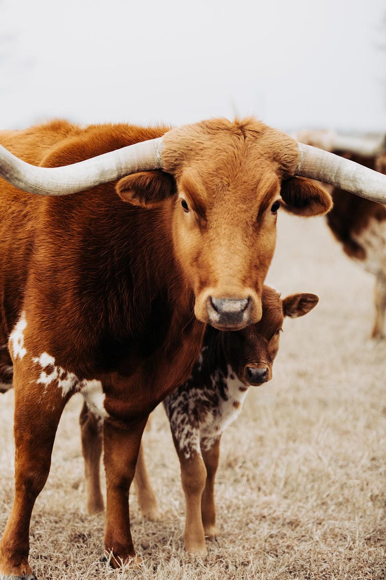 Texas Longhorns Iphone Wallpaper