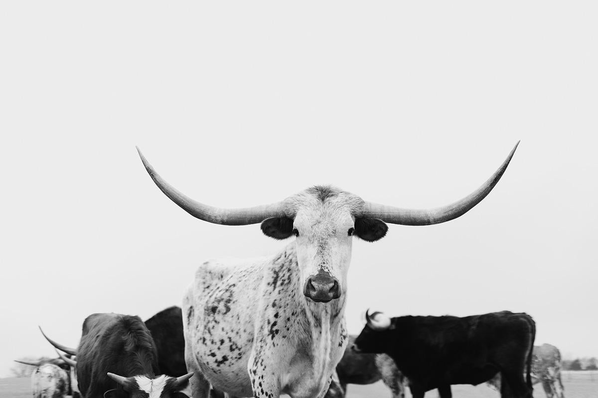 Art mural Longhorn, Photographie noir et blanc, Impressions d'animaux-Majestic Mia - Contemporain Print par Addison Jones