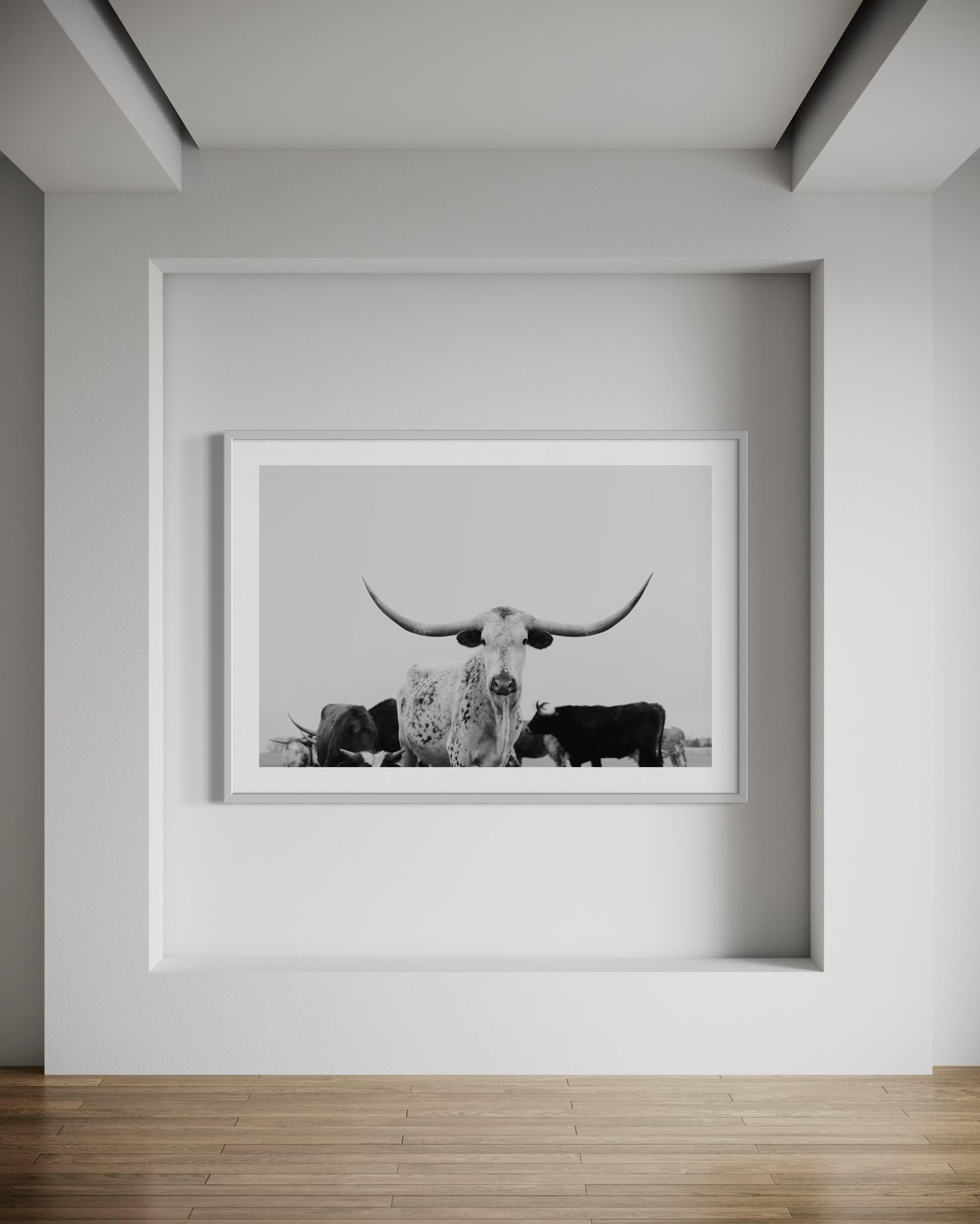 Art mural Longhorn, Photographie noir et blanc, Impressions d'animaux-Majestic Mia

Veuillez nous contacter pour la taille et le prix

À PROPOS DE CETTE PIÈCE : 
Cette œuvre d'art murale sur les longhorns intitulée 