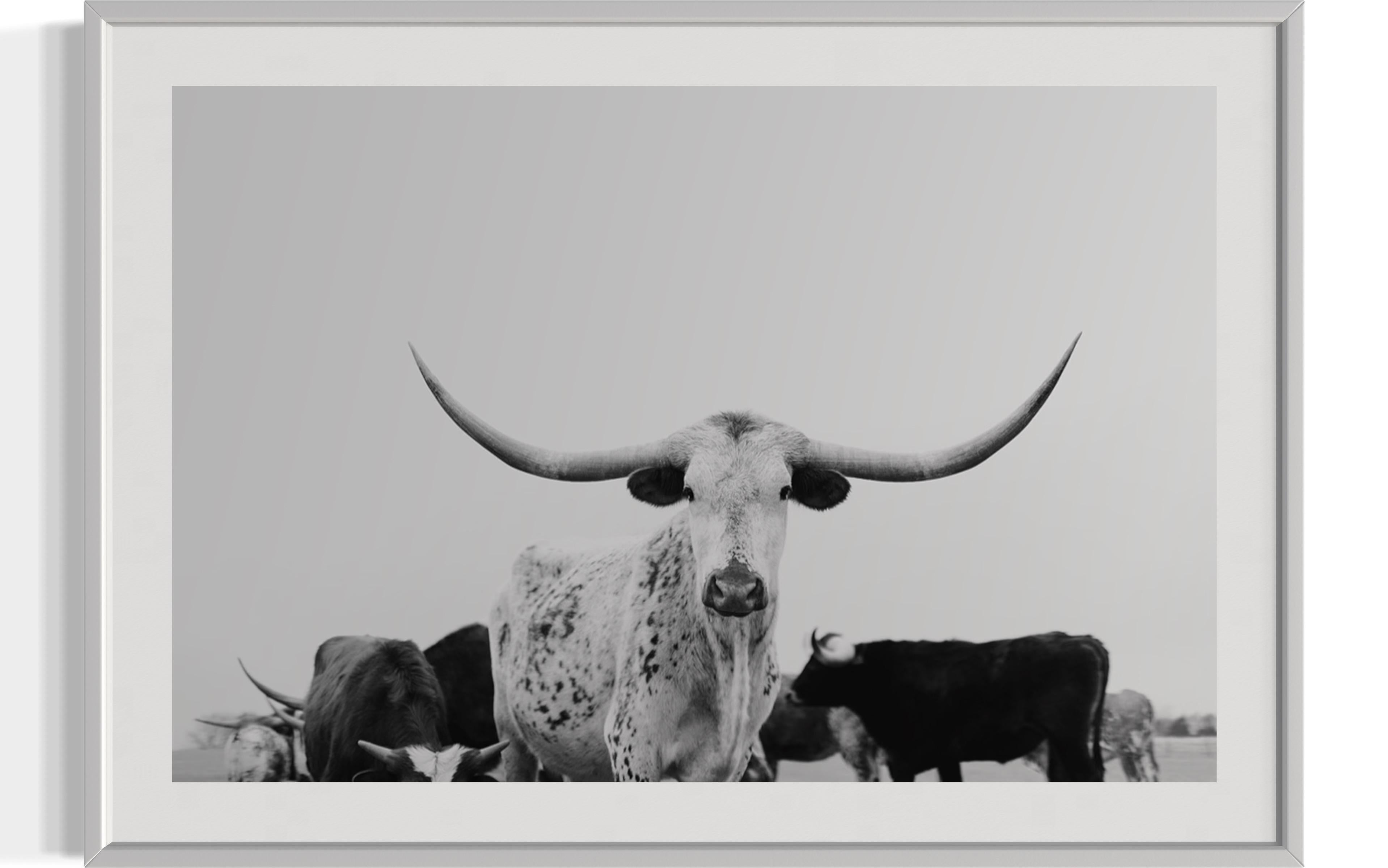Arte de pared Longhorn, Fotografía en blanco y negro, Impresiones de animales-Majestic Mia