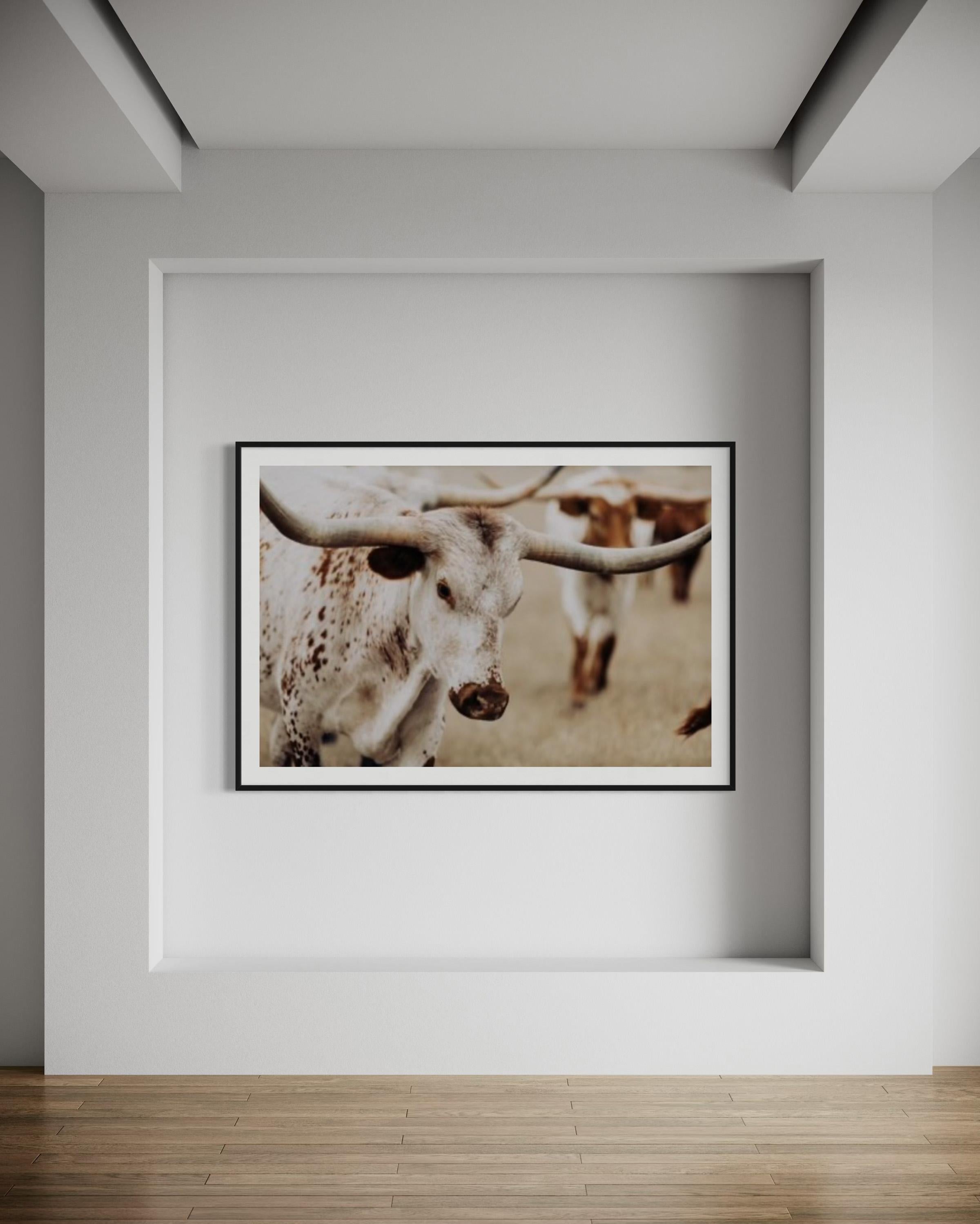 Décoration murale Longhorn, art longhorn - Photograph de Addison Jones