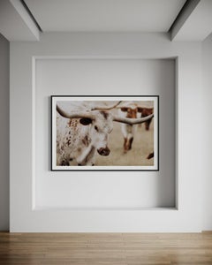 Longhorn wall decor, longhorn art