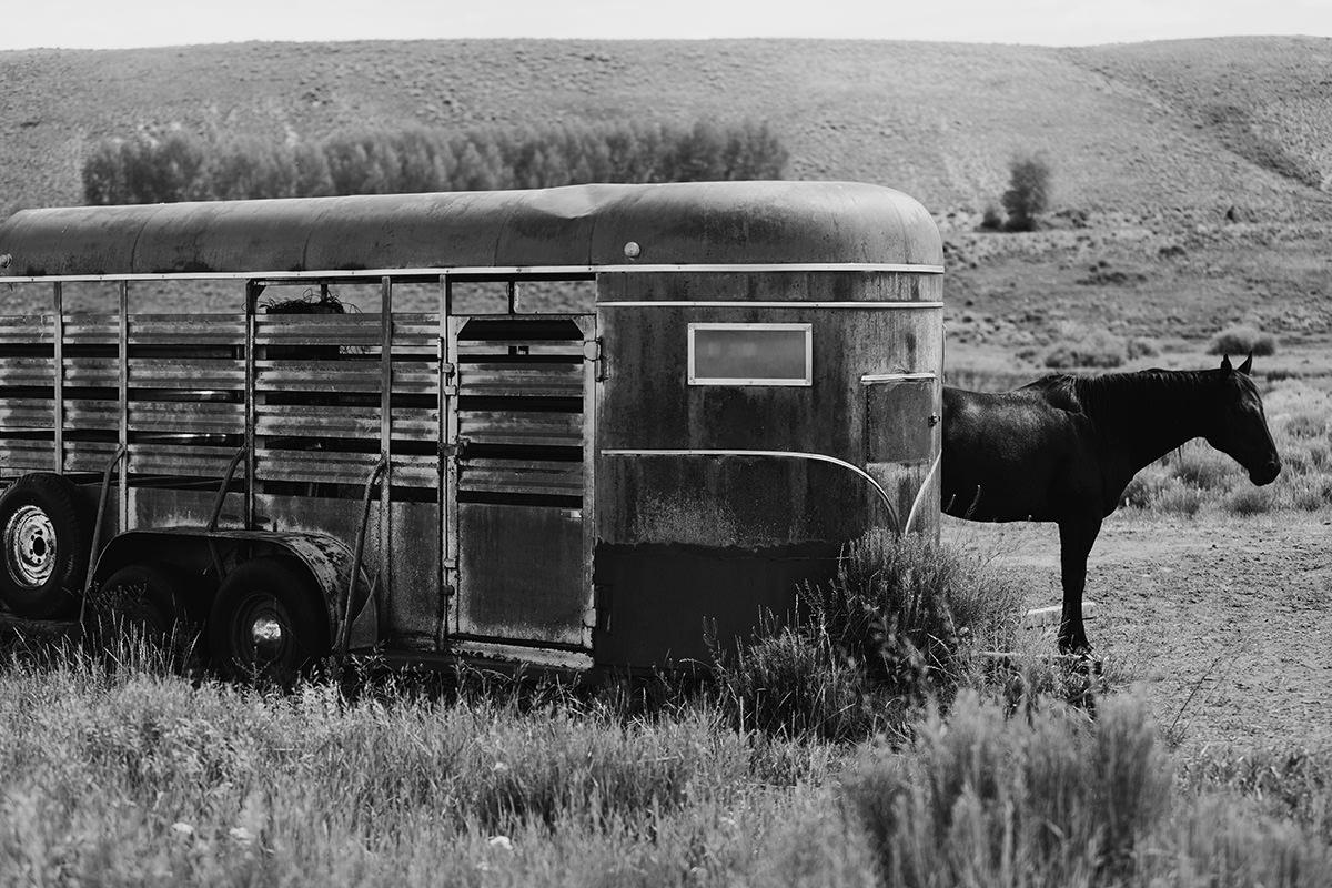 Rodeo-Fotografie, Schwarz-Weiß-Fotografie, Pferdedruck-Rustic Roundup