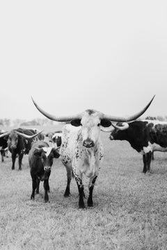 Art mural Longhorn du Texas, Art occidental, estampes en noir et blanc - Des nuances de Shiloh