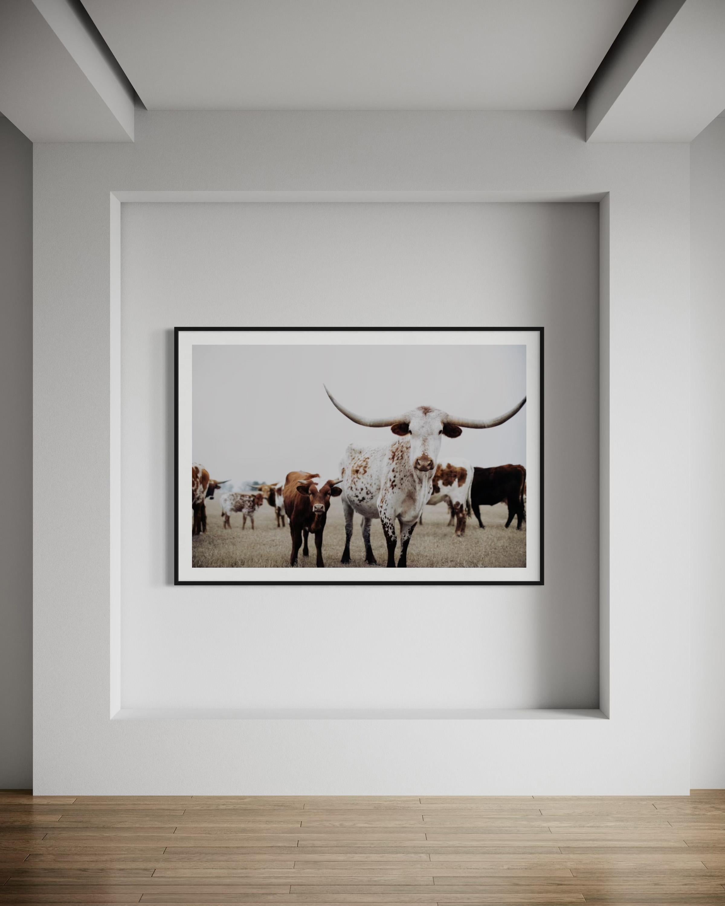 Art mural Texas Longhorn, Addison Jones en vente 7
