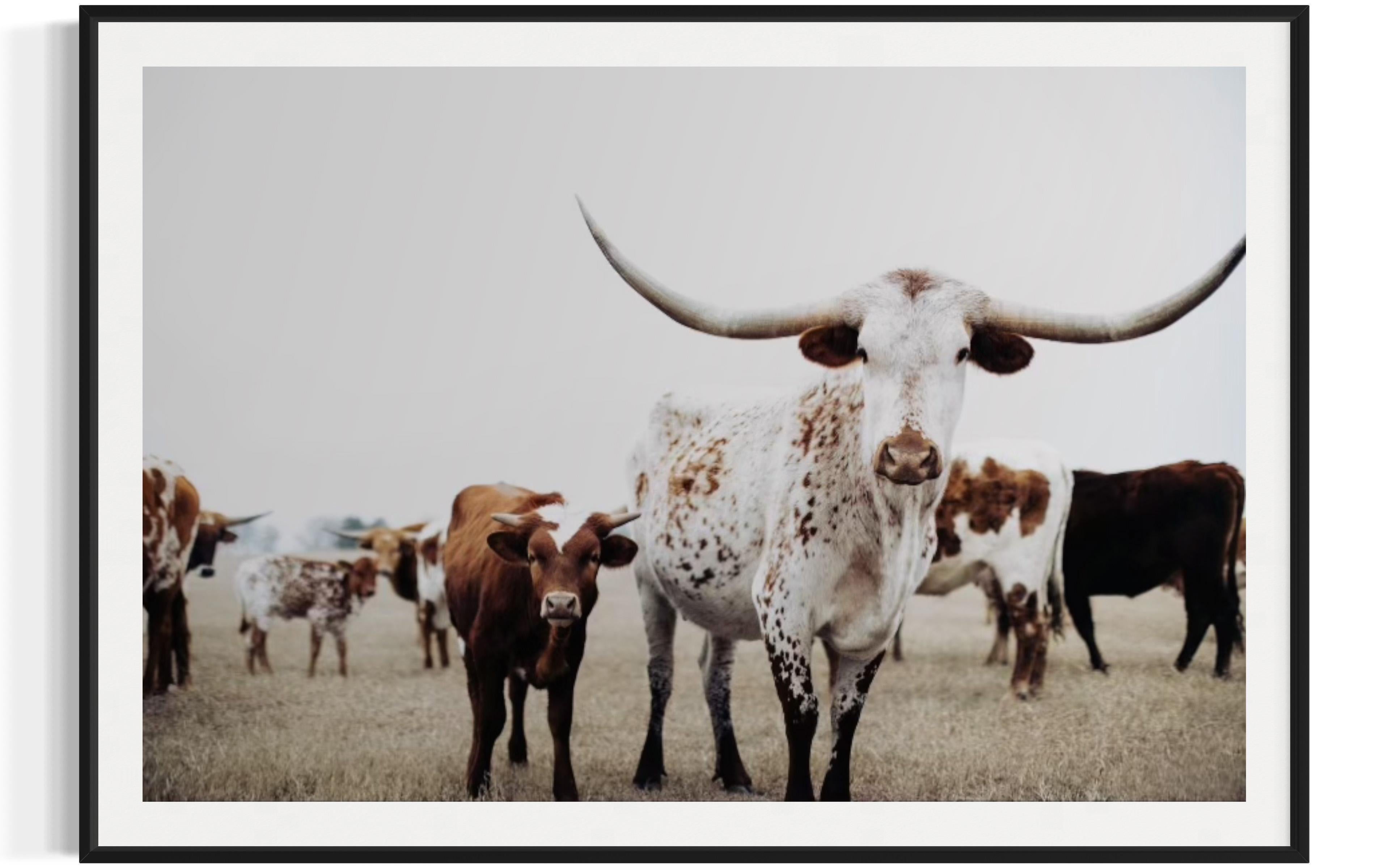 Art mural Texas Longhorn

À PROPOS DE CETTE PIÈCE : 
Cette série a été réalisée dans un ranch local du Texas, où la terre s'étend à perte de vue et où les longhorns sont les symboles vivants de l'endurance, de l'héritage et de la liberté. Je suis