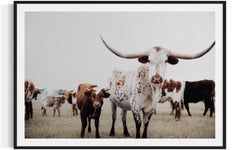Texas Longhorn Wall Art, addison jones