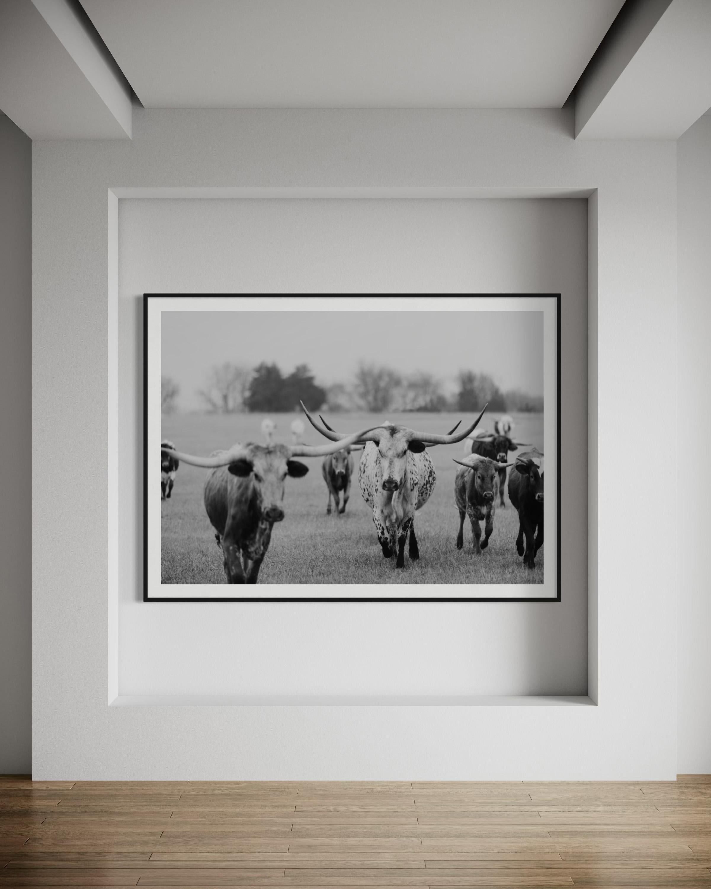 Wild Texas Longhorns Photographie noir et blanc Longhorn Fine Art Prints - Gris Black and White Photograph par Addison Jones