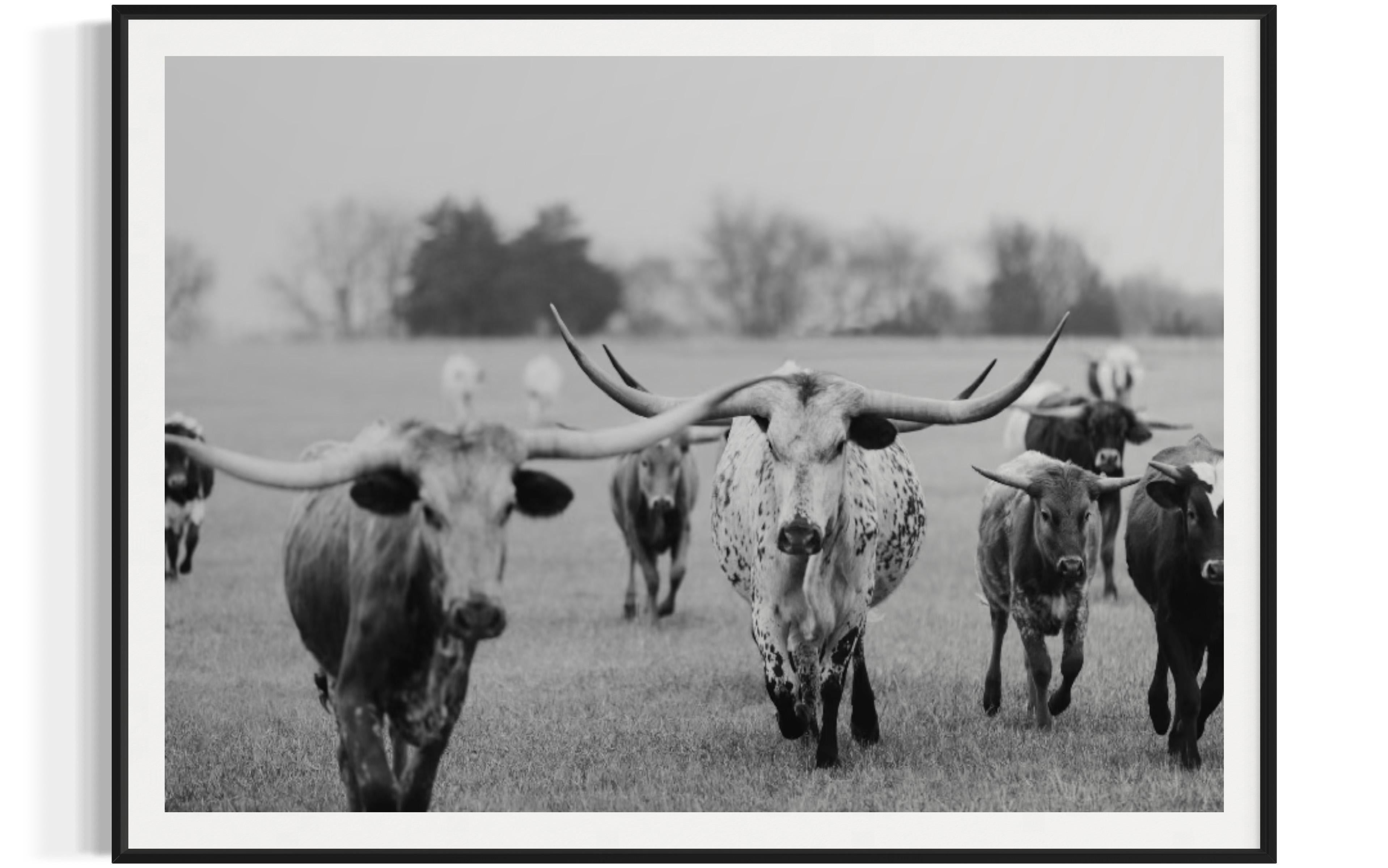 Fotografía en blanco y negro de los Longhorns salvajes de Texas Impresiones artísticas de Longhorn - Photograph de Addison Jones
