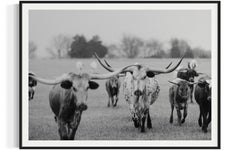 Wild Texas Longhorns Black and White Photography Longhorn Fine Art Prints