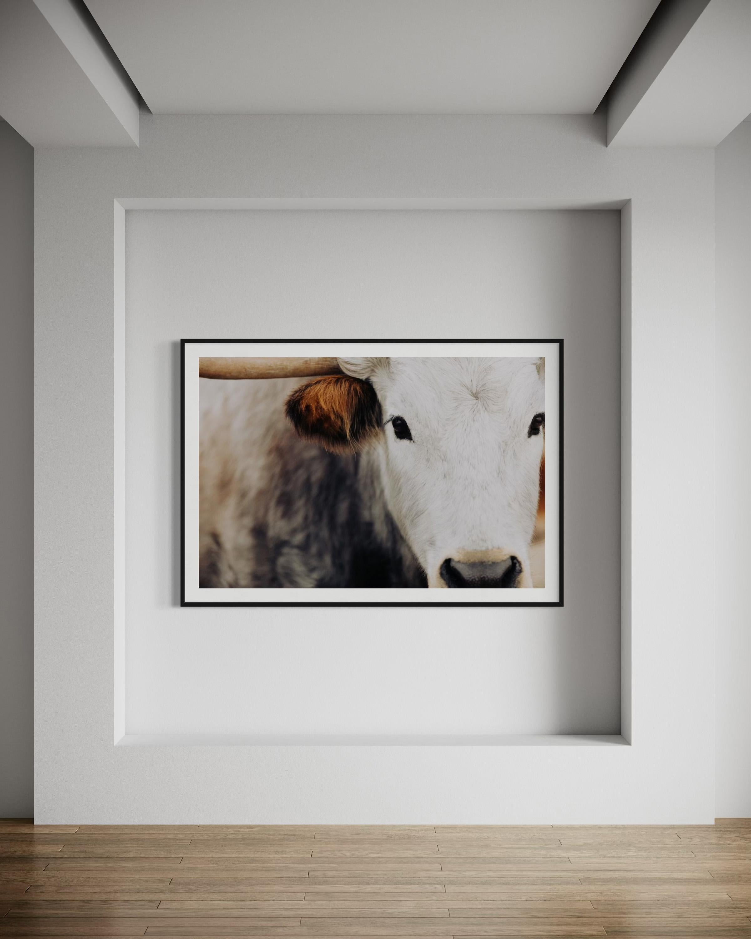 Fotografía en color de los Longhorns salvajes de Texas Impresiones artísticas de Longhorn

SOBRE ESTA PIEZA: 
Esta serie se capturó en un rancho local de Texas, donde la tierra se extiende ampliamente y los longhorns se erigen como símbolos