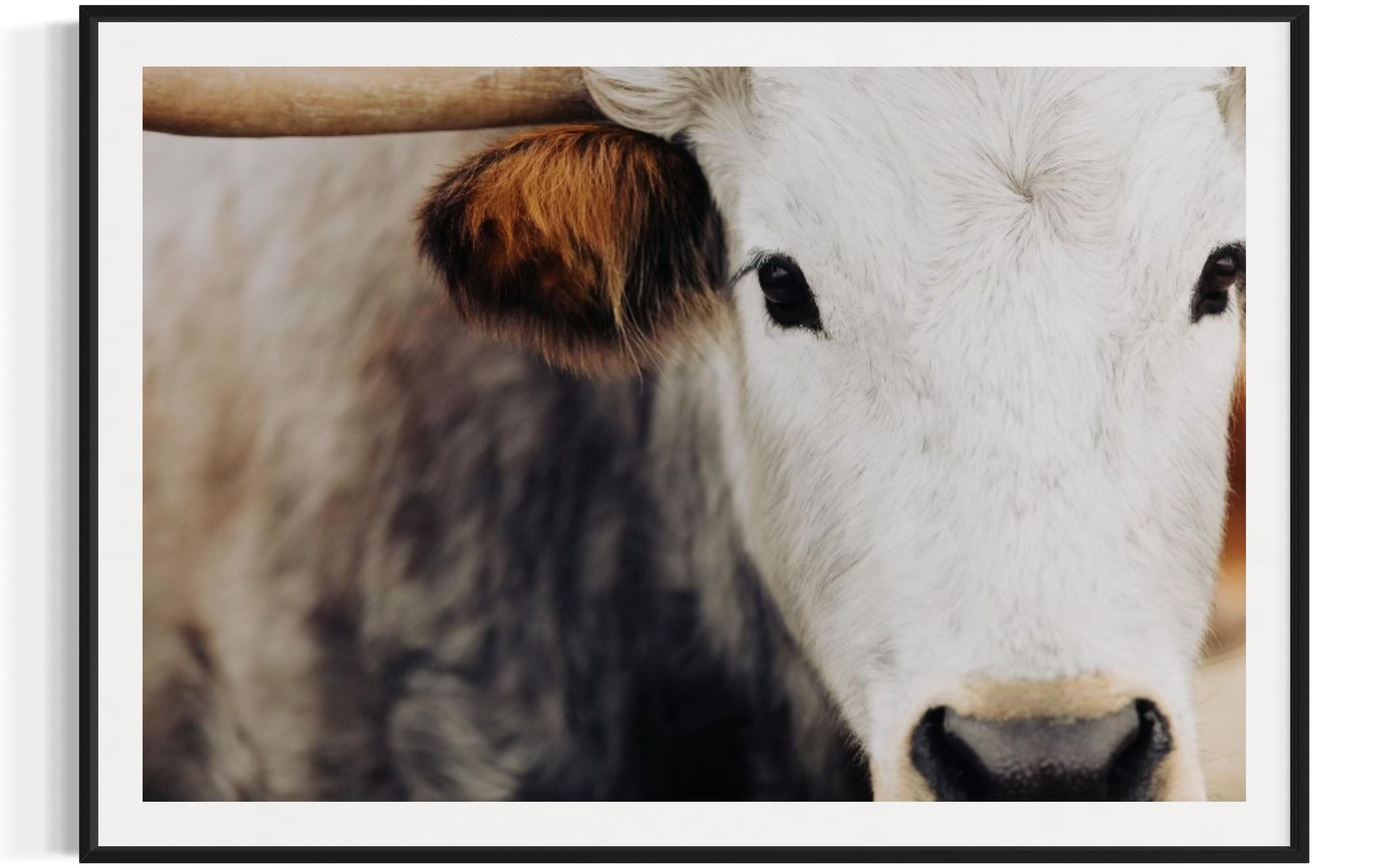 Wilde Texas Longhorns Schwarz-Weiß-Fotografie Longhorn Fine Art Prints