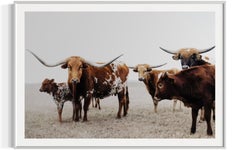 Wild Texas Longhorns Photographie colorée Longhorn Fine Art Prints