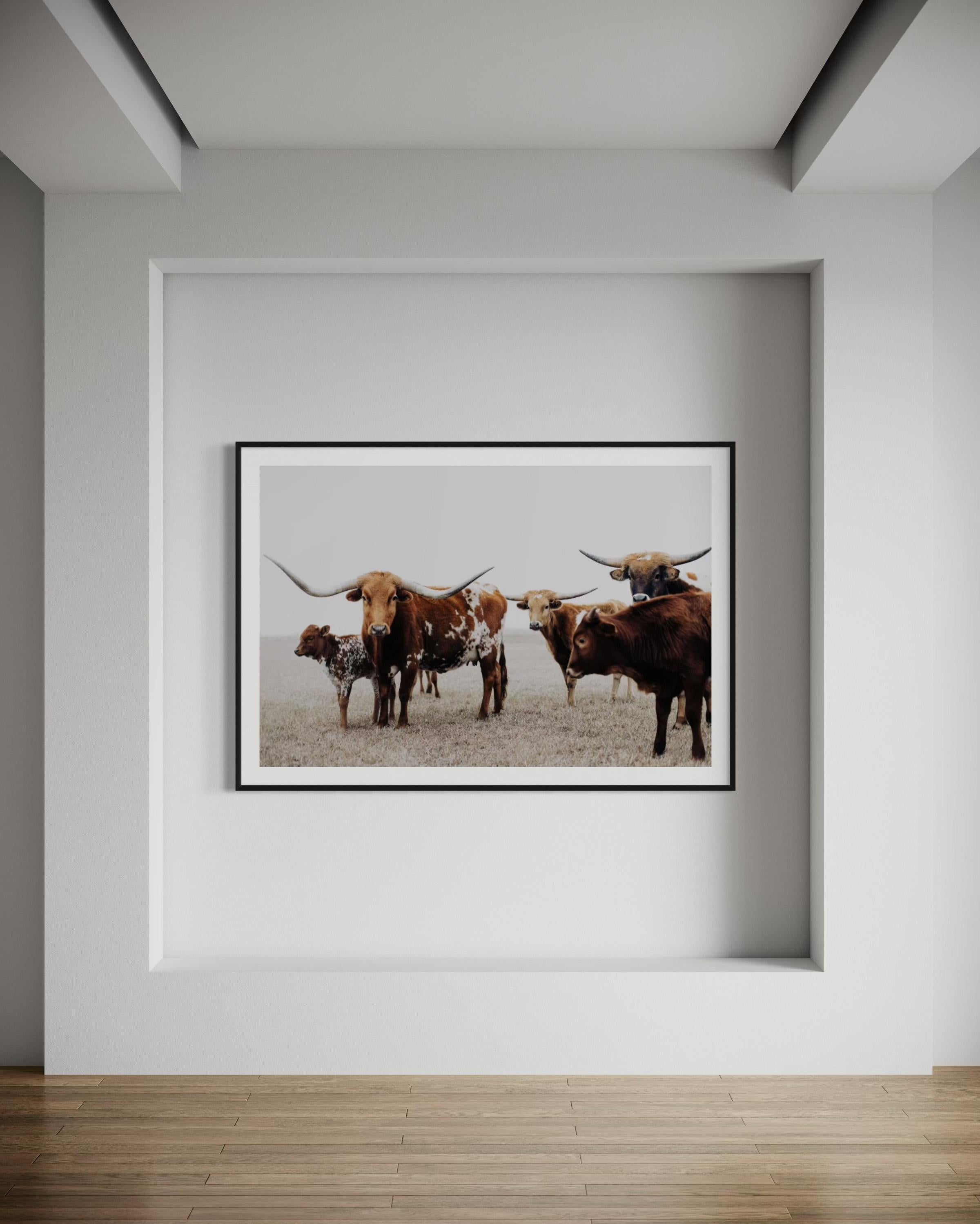 Wilde Texas Longhorns Farbige Fotografie Longhorn Kunstdrucke im Angebot 1