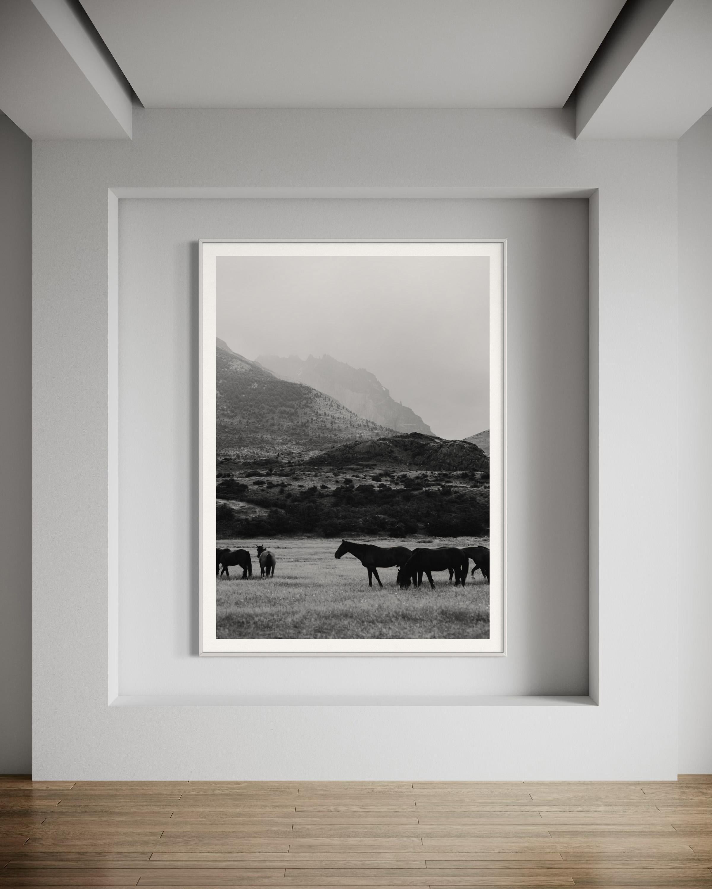 Horse photography, Black & White Horse Photography, Horses-Black and Equwhite - Print by Addison Jones