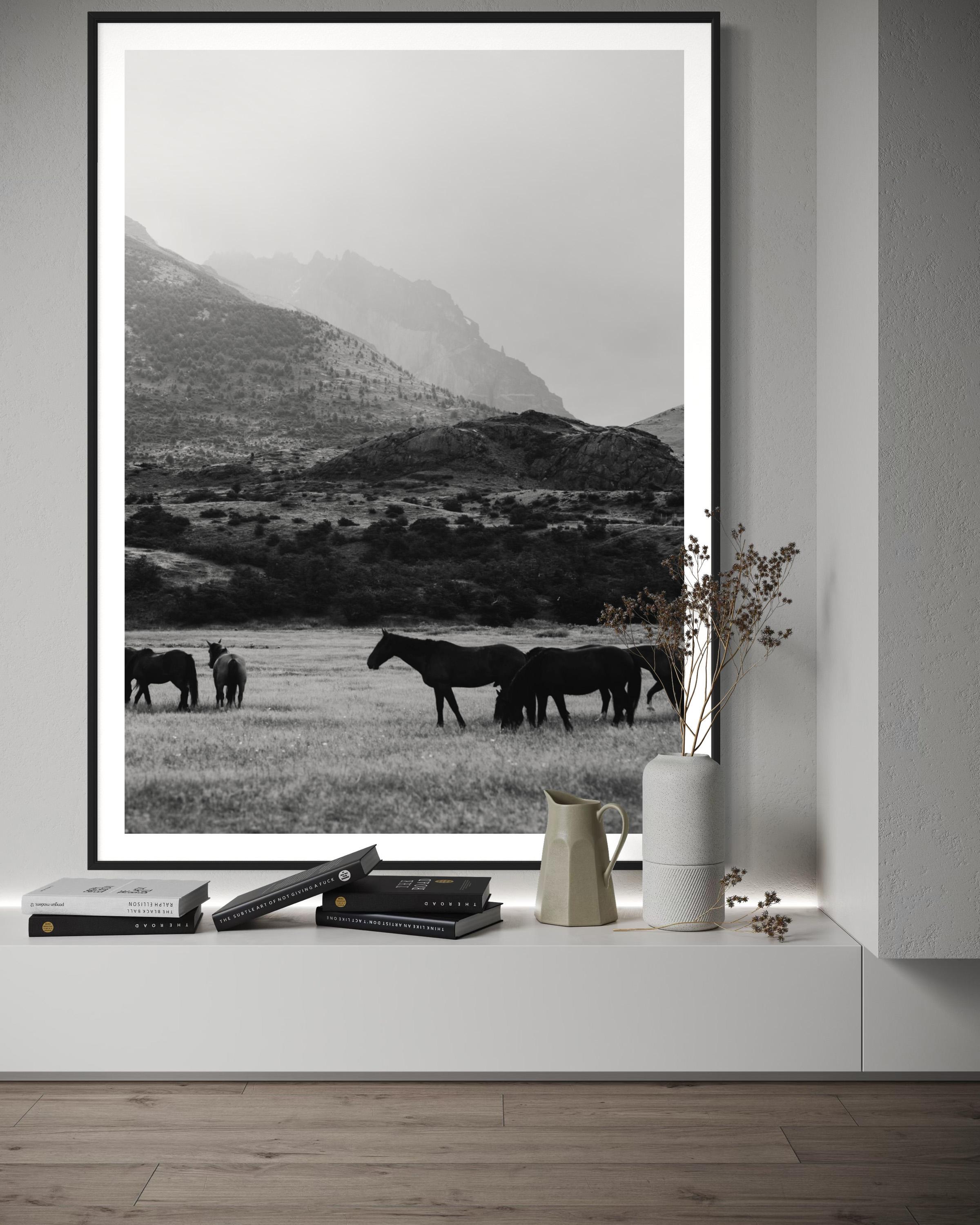 Horse photography, Black & White Horse Photography, Horses-Black and Equwhite 0241

ABOUT THIS PIECE: 
