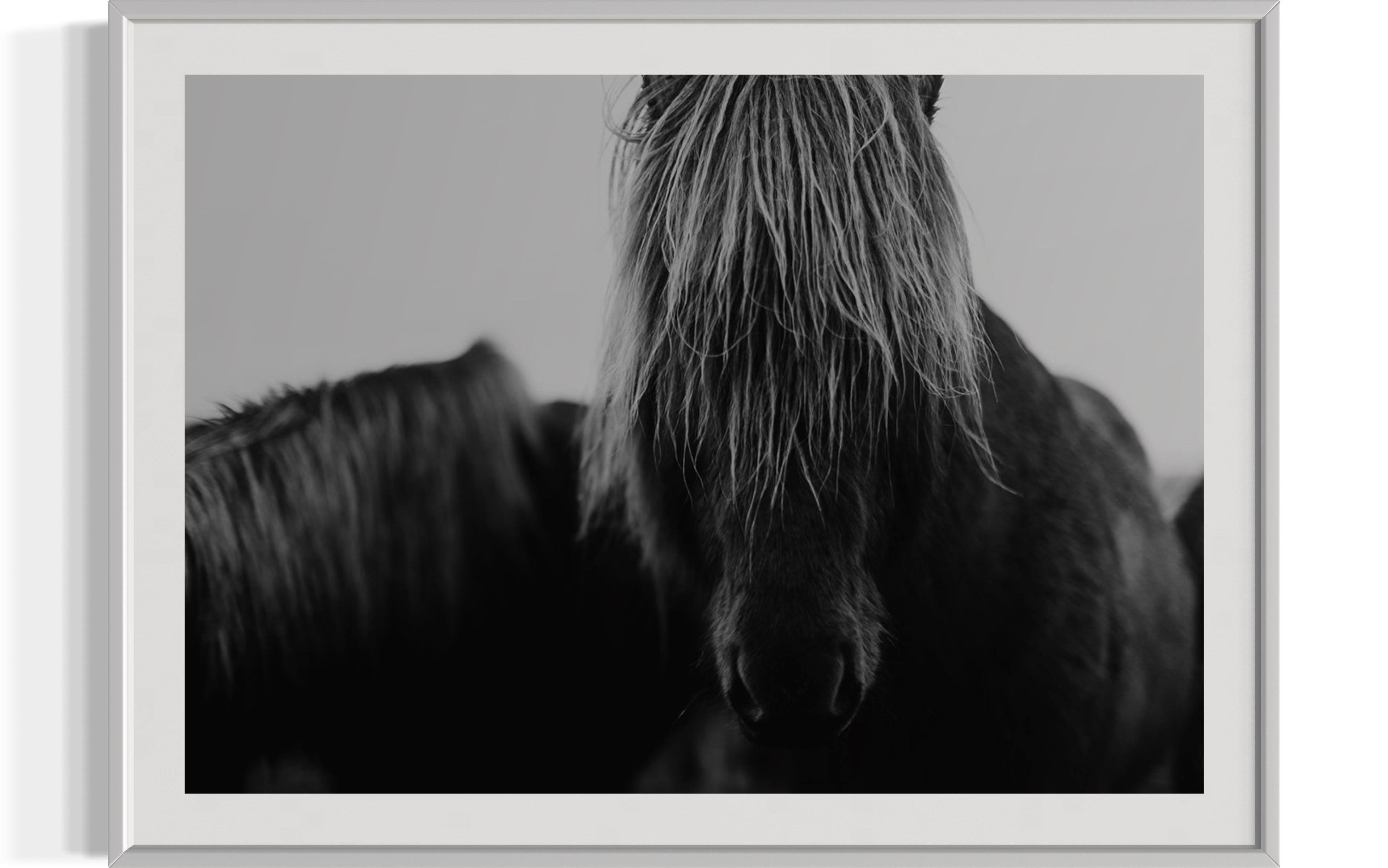 Horse Prints, Black and White Horse Photography, Iceland Horses-Mop Head 8120 For Sale 6