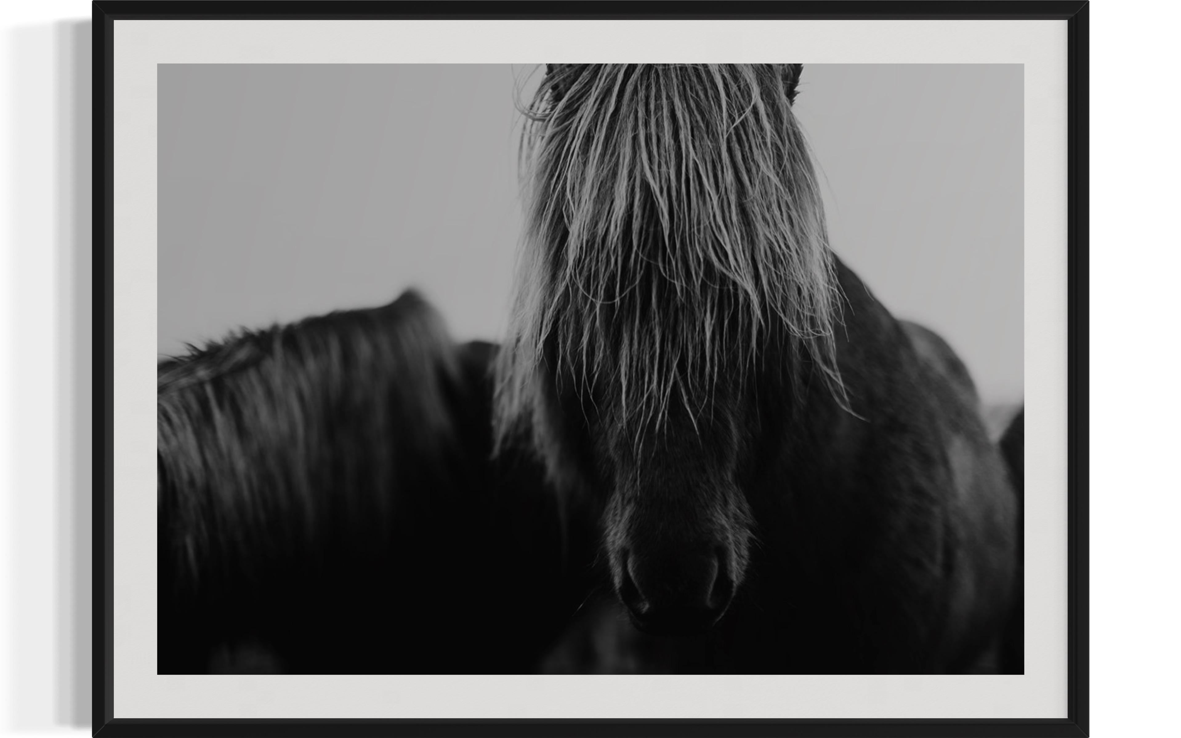 Addison Jones Animal Print - Horse Prints, Black and White Horse Photography, Iceland Horses-Mop Head 8120