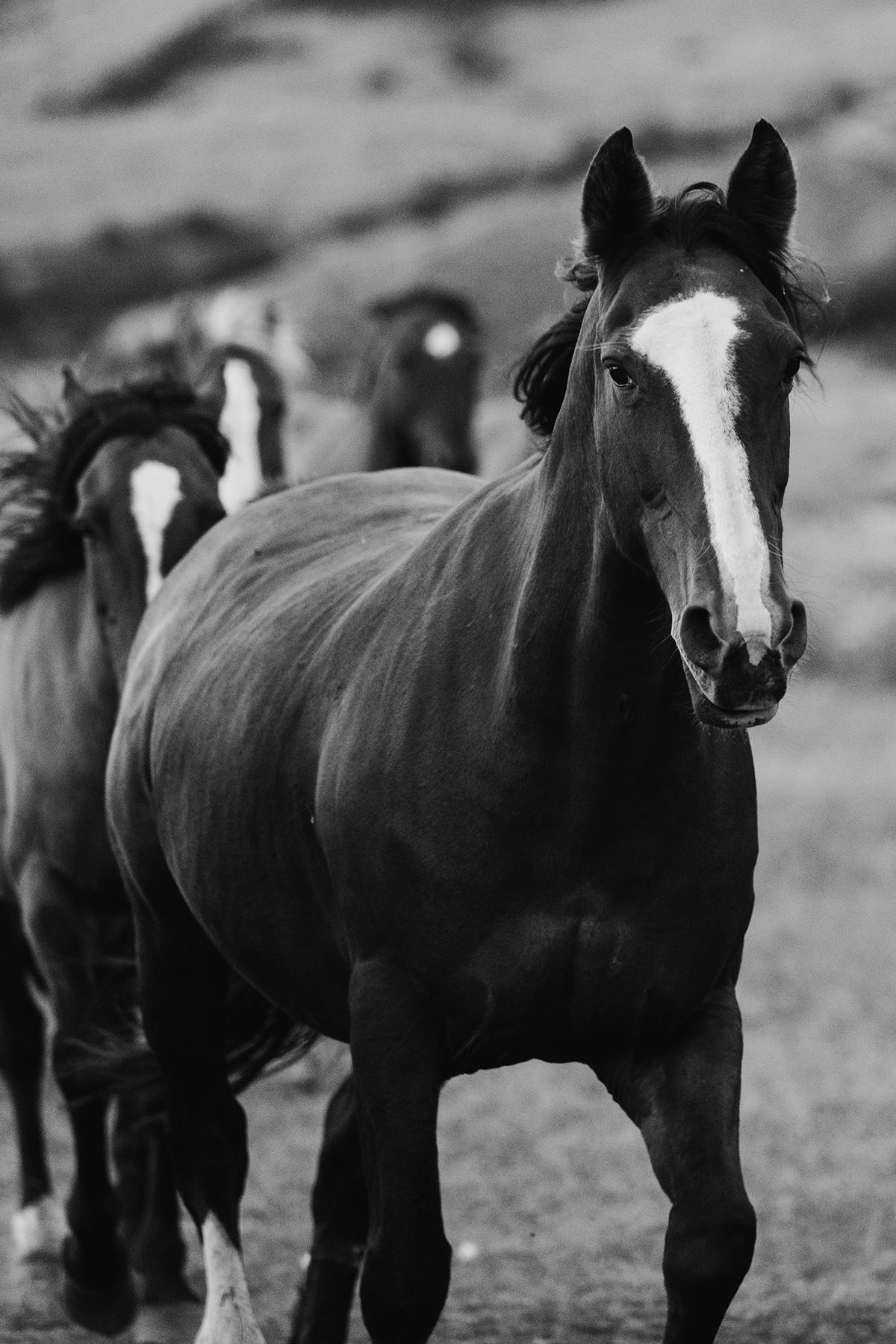 Pferde, Wildpferd, Schwarz-Weiß-Pferdfotografie-Prancing Peter