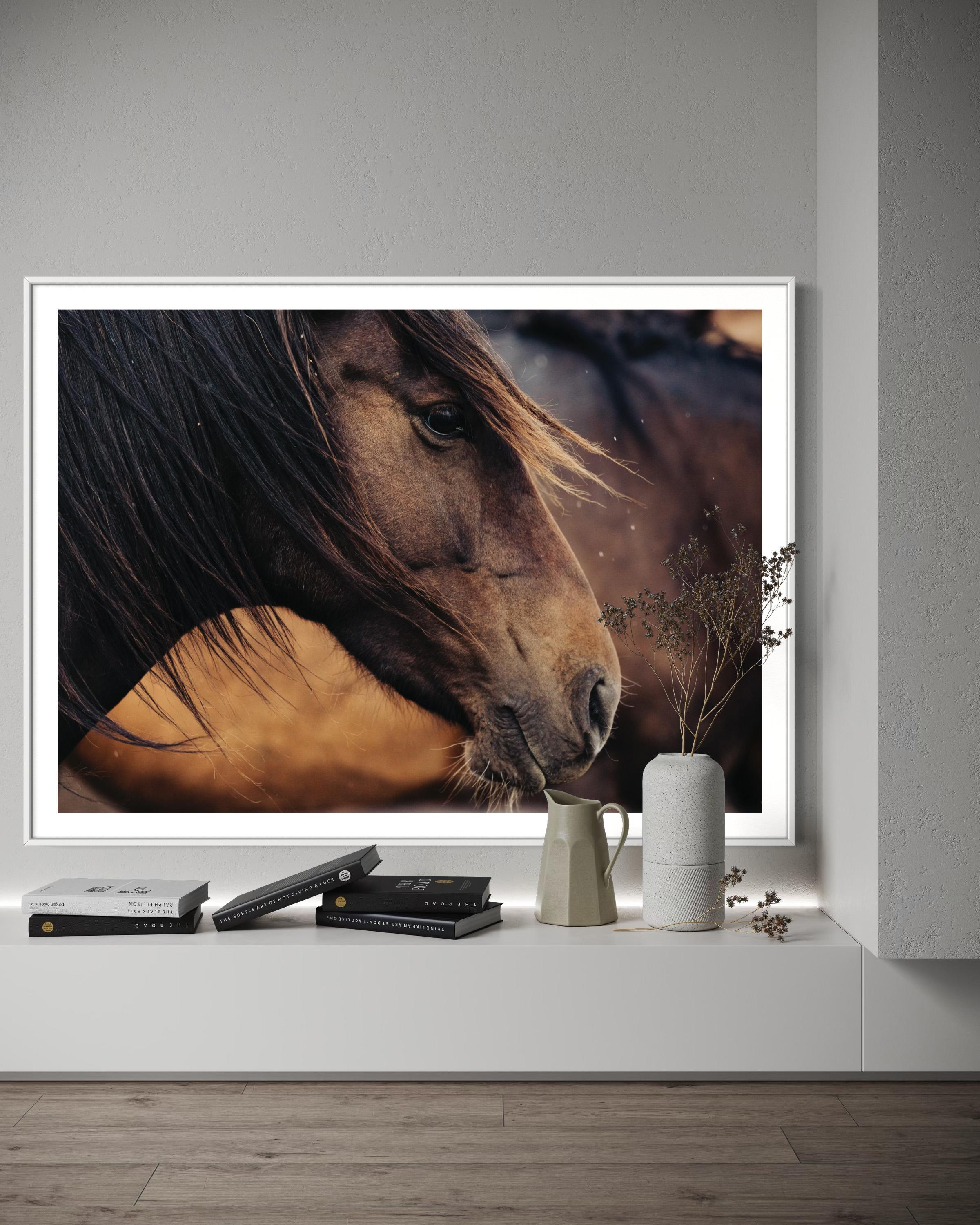 Caballos, Caballos salvajes, Fotografía de caballos en color-Contemplativa Conrad 023 - Print Contemporáneo de Addison Jones