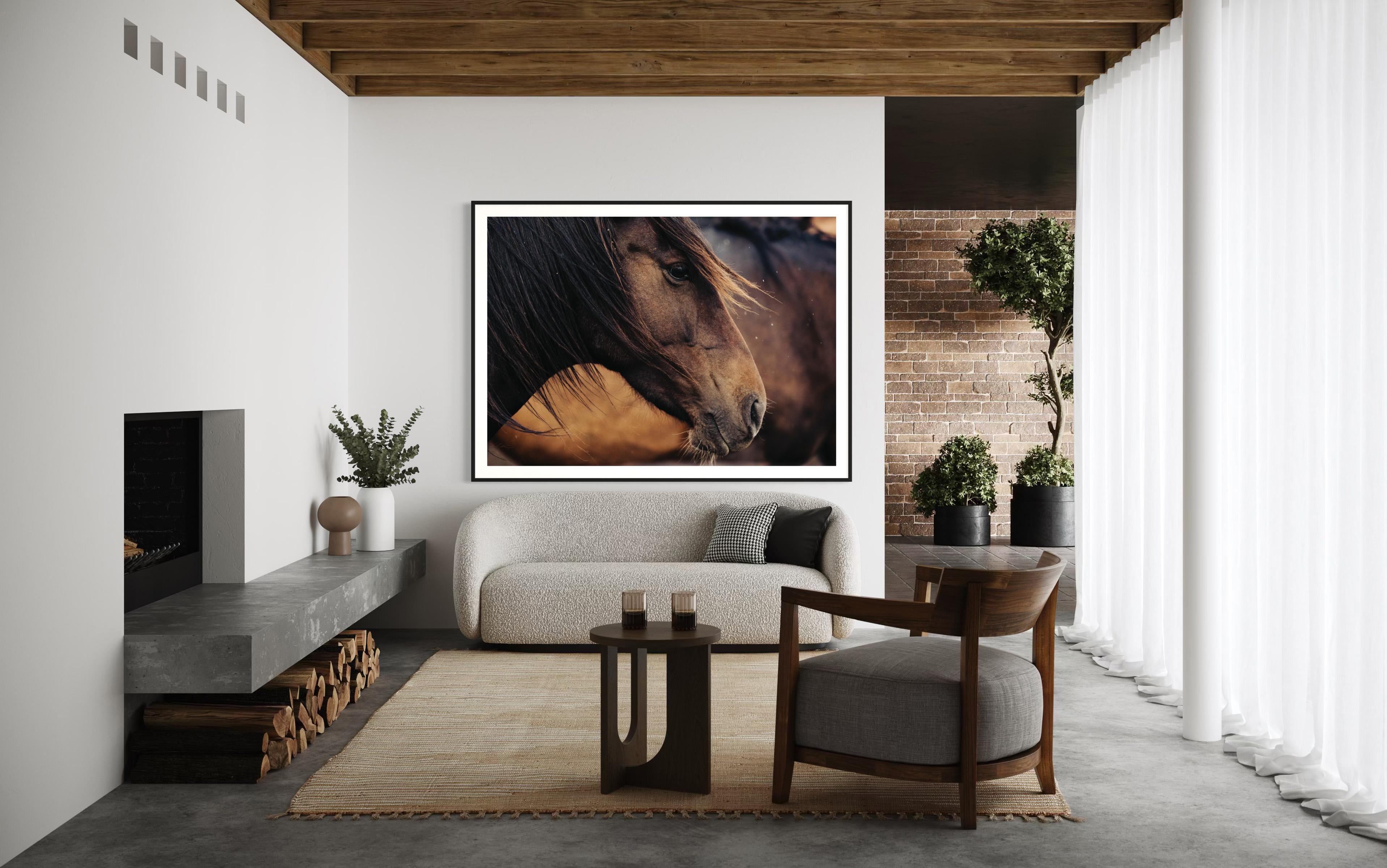 Caballos, Caballos salvajes, Fotografía de caballos en color-Contemplativa Conrad 023 en venta 1
