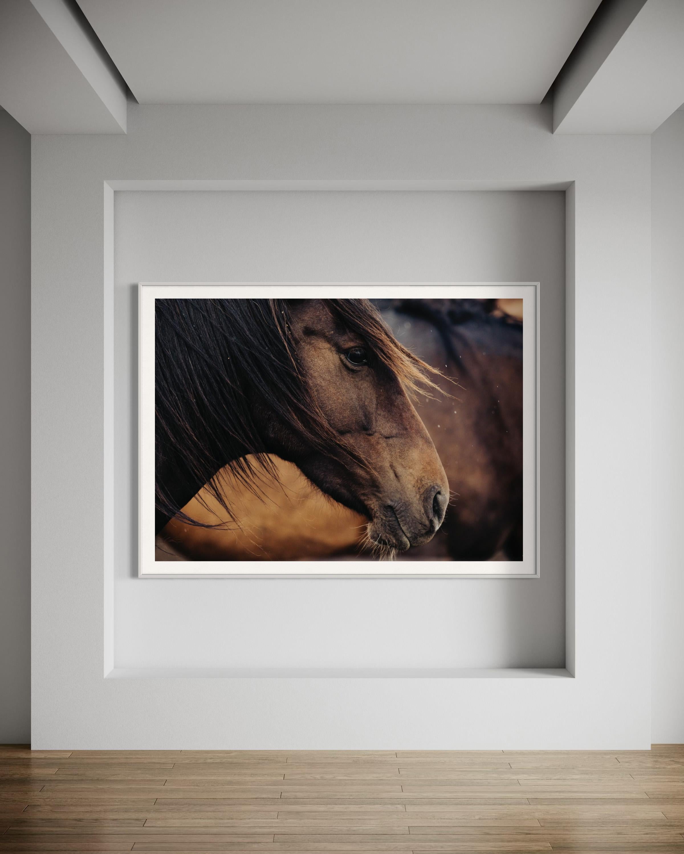 Caballos, Caballos salvajes, Fotografía de caballos en color-Contemplativa Conrad 023 en venta 2