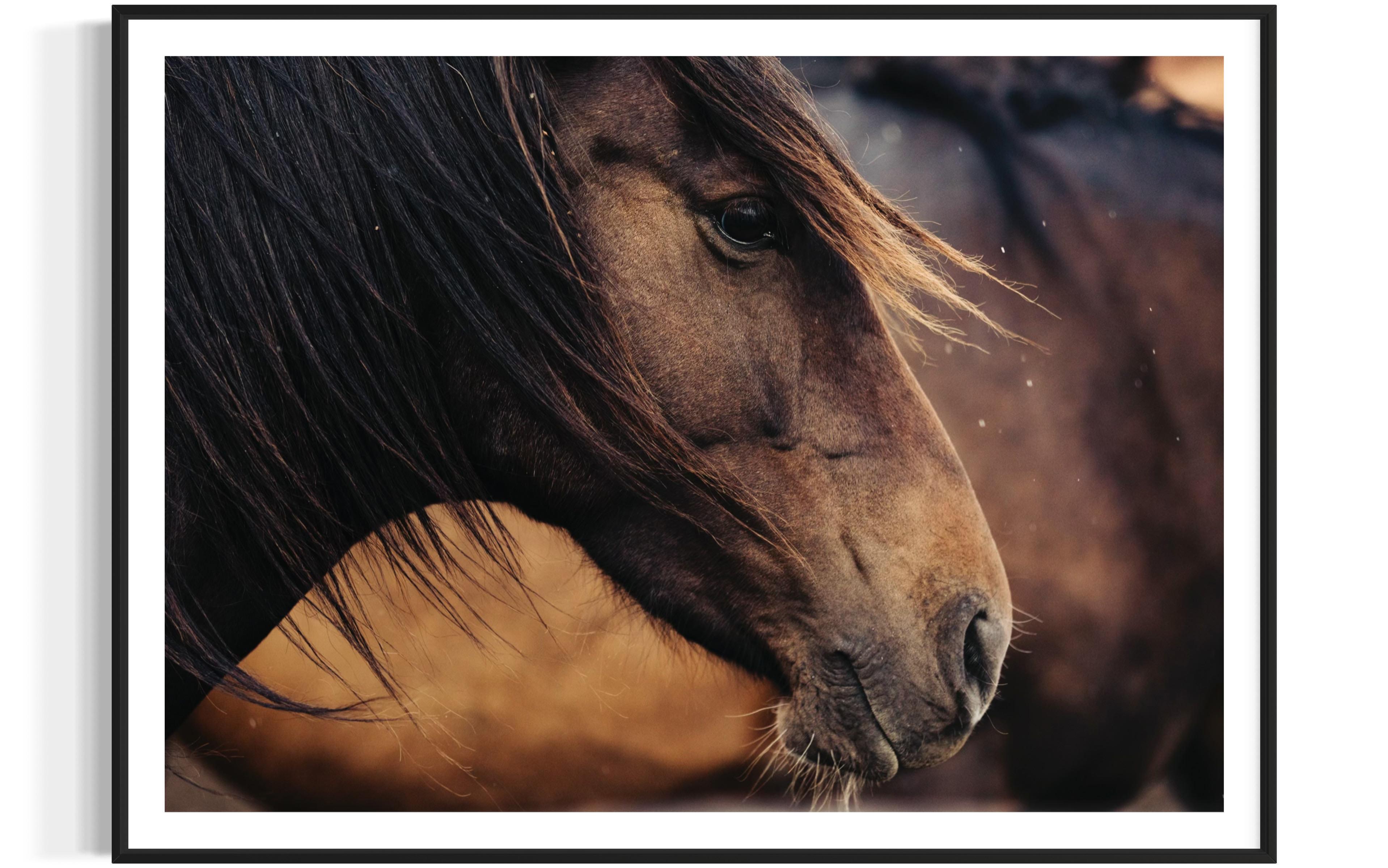 Chevaux, Cheval sauvage, Photographie colorée de chevaux-Contemplative Conrad 023