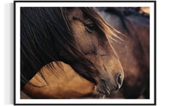 Chevaux, Cheval sauvage, Photographie colorée de chevaux-Contemplative Conrad 023