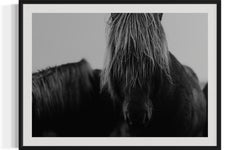 "Mop Head 8120", Black and White Horse Photograph, Wild Horses