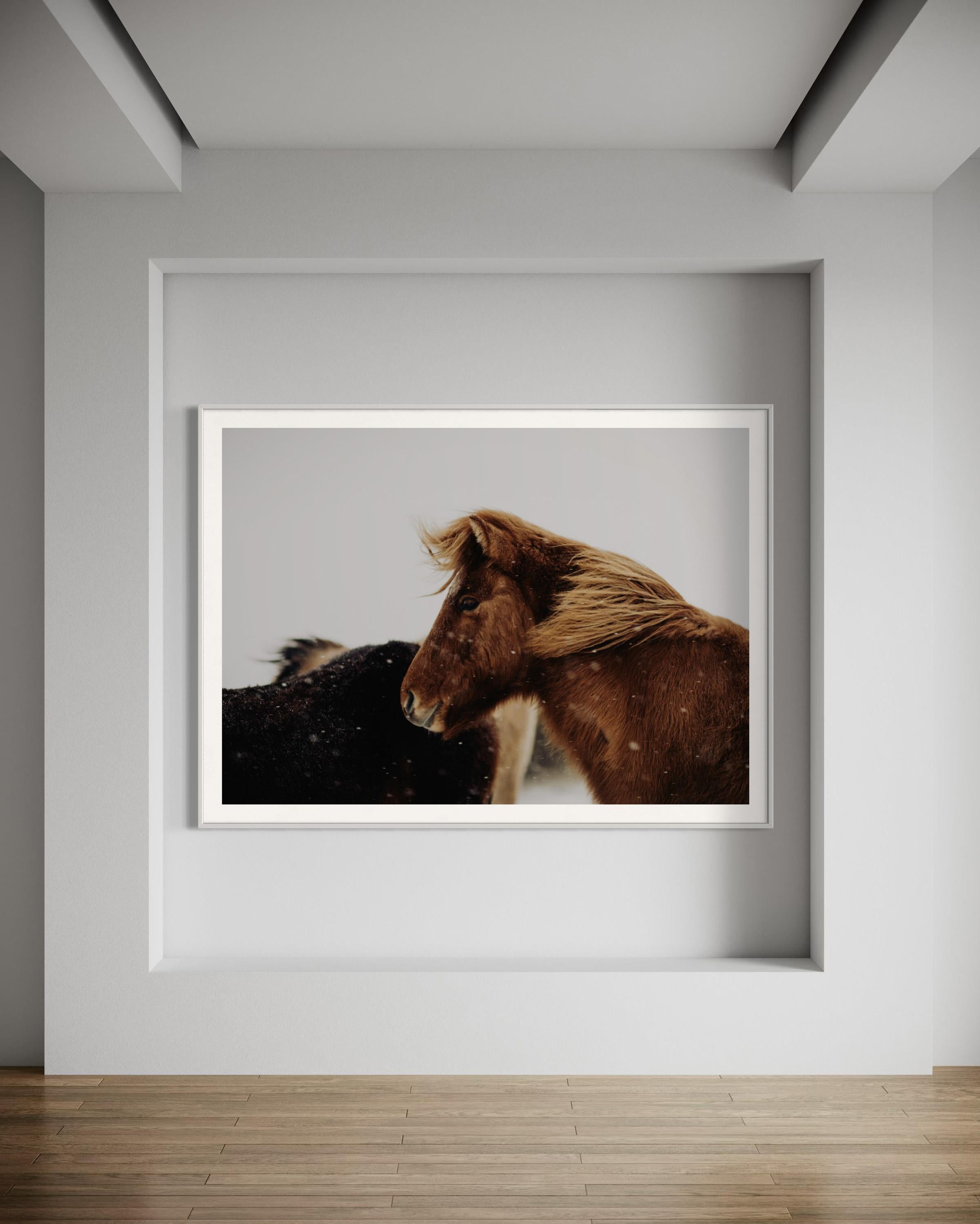  Caballo salvaje, Fotografía de caballos en color, Impresiones artísticas de caballos, Caballos-Bernie

SOBRE ESTA PIEZA: 
