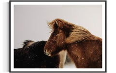 Chevaux sauvages, photographies de chevaux colorés, estampes d'art de chevaux, chevaux-Bernie