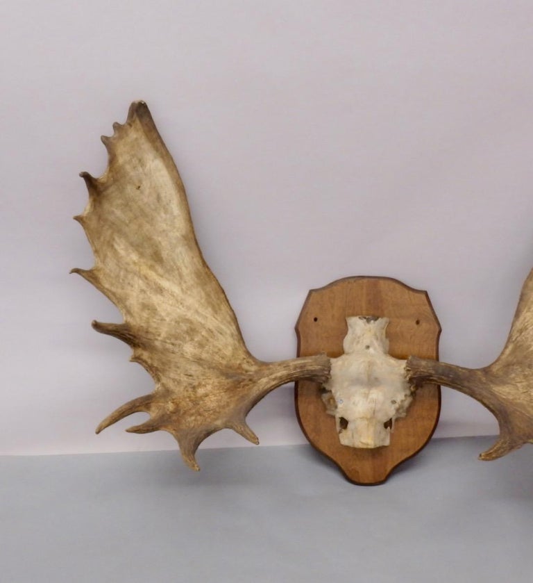 Adirondack Cottage or Cabin Mounted Moose Antlers For Sale at 1stdibs