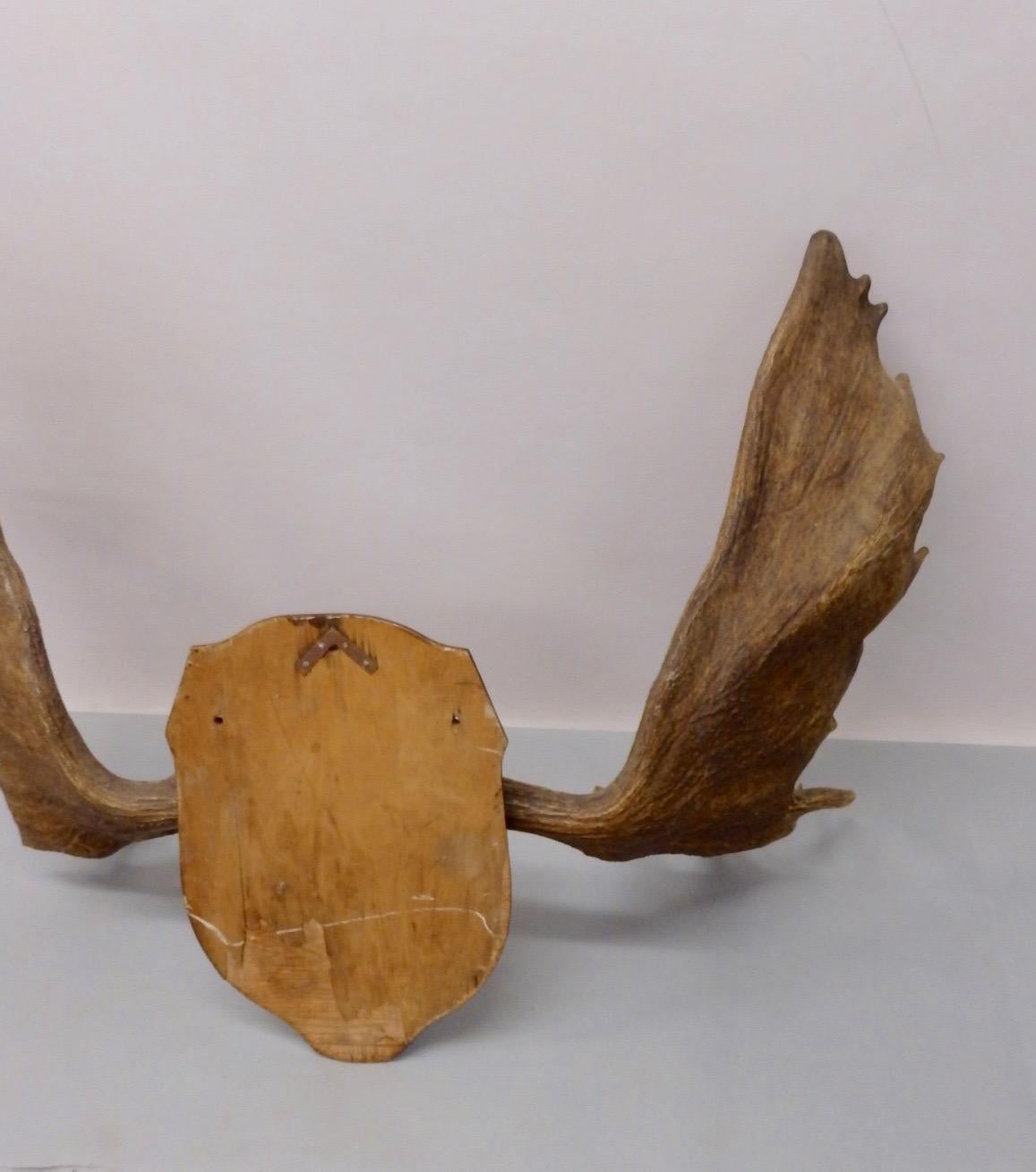 American Adirondack Cottage or Cabin Mounted Moose Antlers