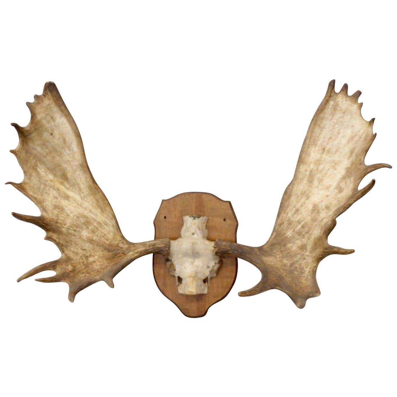 Adirondack Cottage or Cabin Mounted Moose Antlers at 1stDibs | how to ...