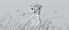 Große Landschaft Schwarz Weiß Großkatze Fotografie Gepard Afrika Natur Wildlife