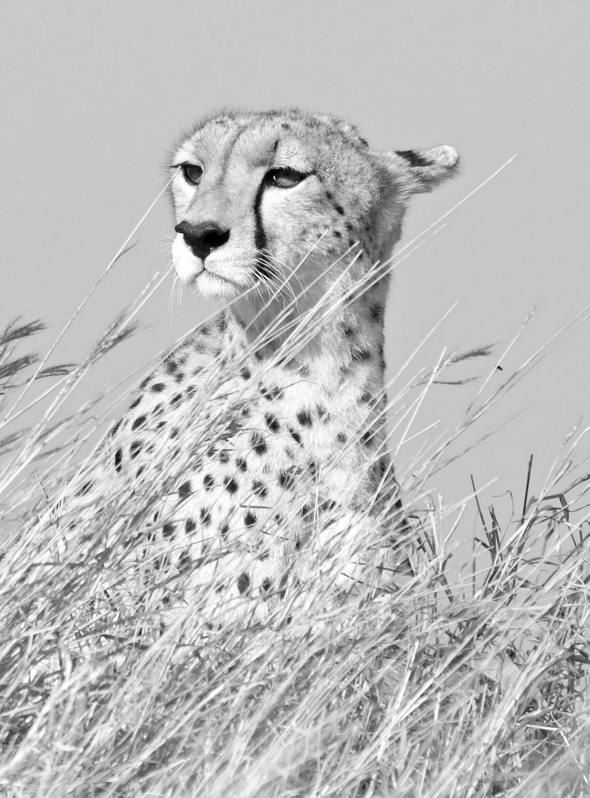 Paysage animalier Noir et blanc Grand chat Photographie Cheetah Afrique Nature Wildlife en vente 3