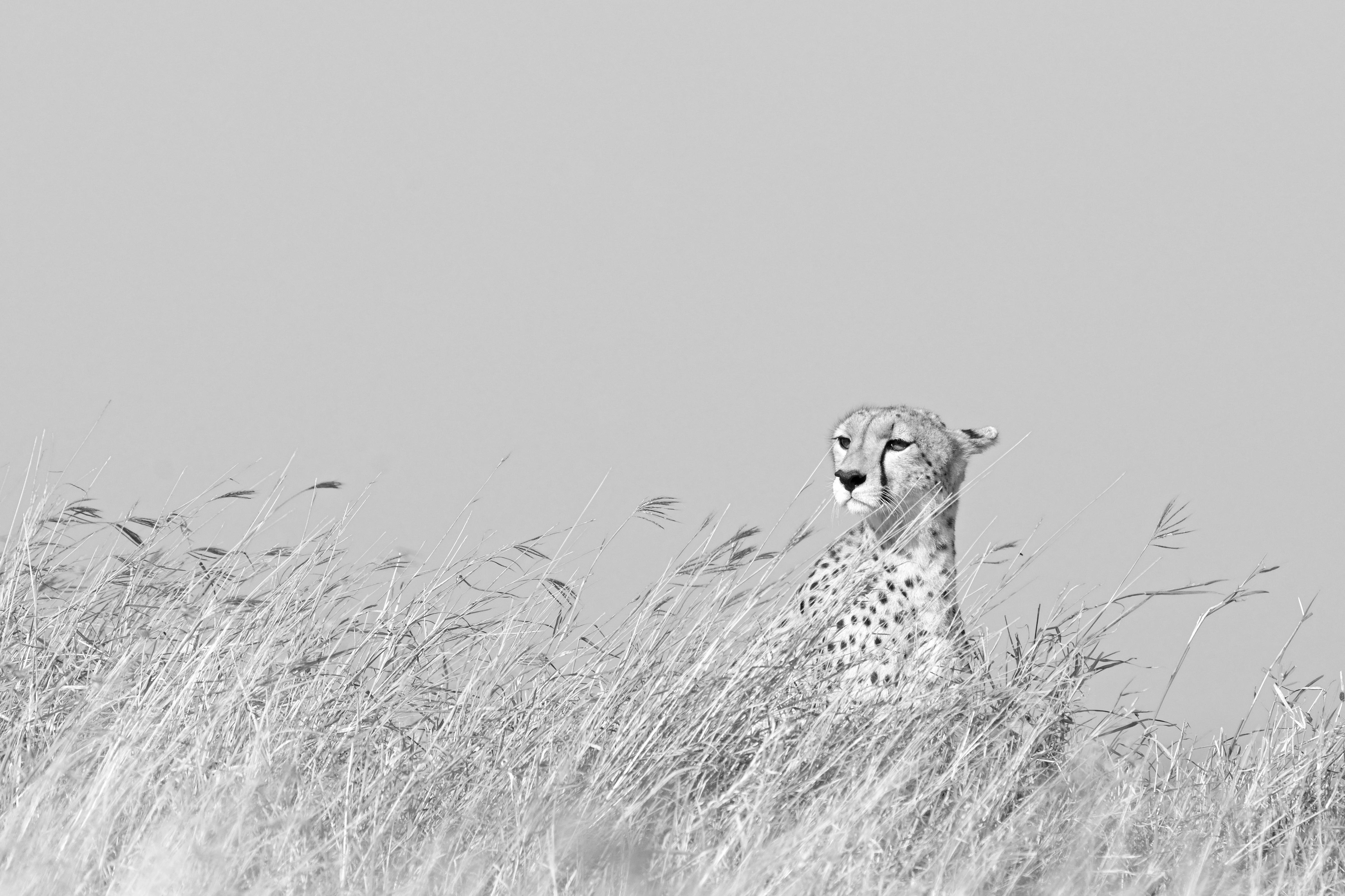 Black and White Photograph Aditya Dicky Singh - Paysage animalier Noir et blanc Grand chat Photographie Cheetah Afrique Nature Wildlife