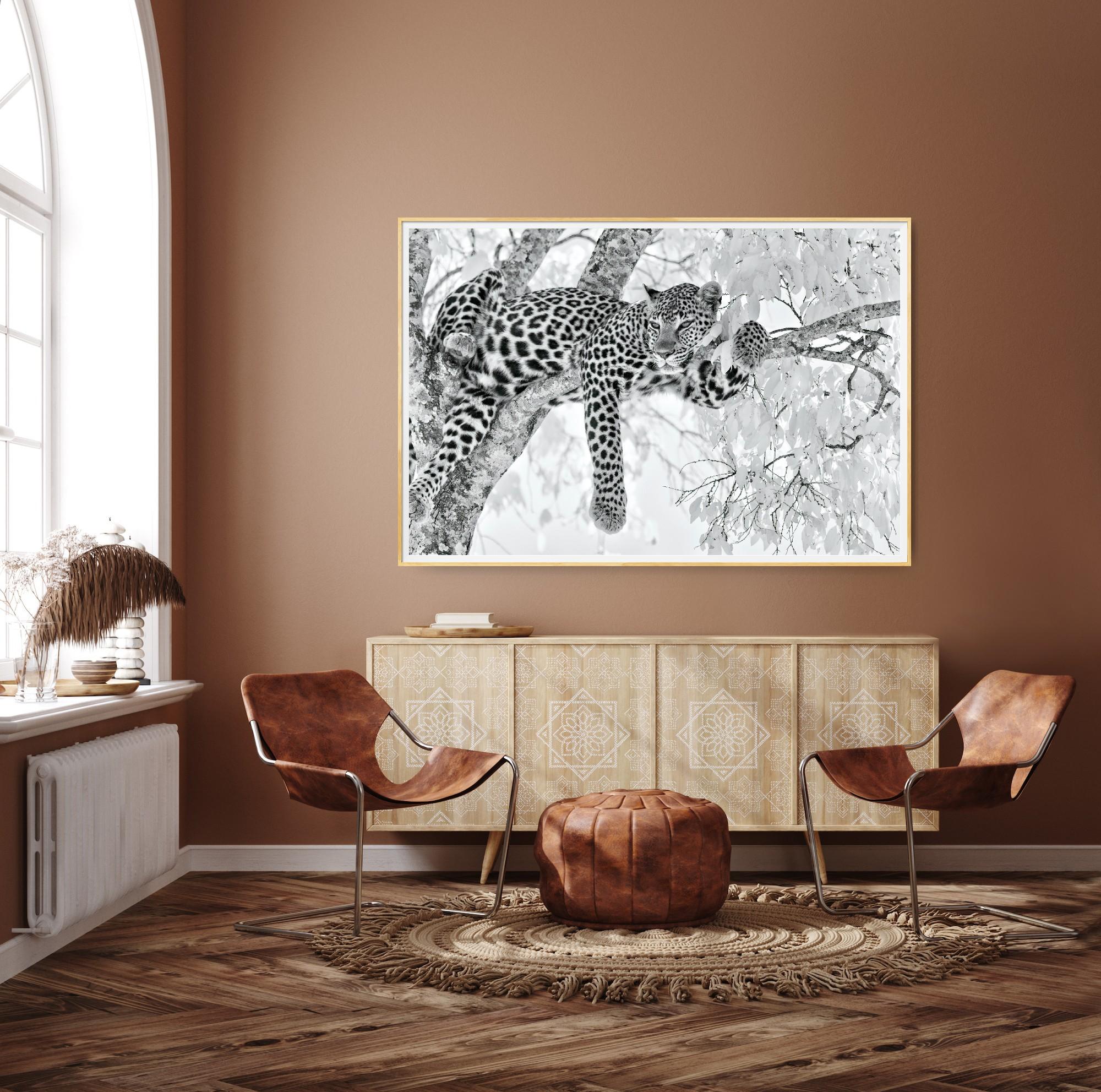 Tier Landschaft Groß Fotografie Leopard Schwarz Weiß Natur Afrika Wildlife im Angebot 7
