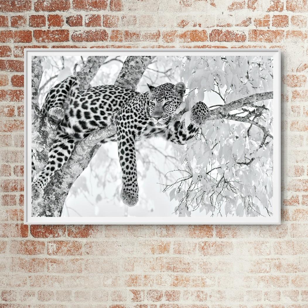 Tier Landschaft Groß Fotografie Leopard Schwarz Weiß Natur Afrika Wildlife im Angebot 9